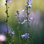 Flowers By The Pond Poster