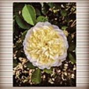 #flowers #floral #bloom #buds #cream Poster