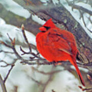 Fluffed Up Male Cardinal Poster