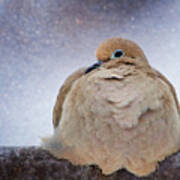 Fluffy Mourning Dove Poster