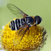 Fly On Flower Poster