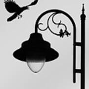 Flying Crow Vs Street Lamp Poster