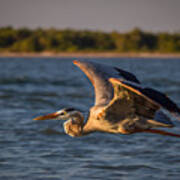 Flying Great Blue Heron Poster