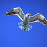 Flying Gull Poster