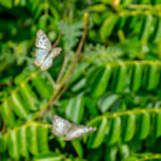 Flying Peacock Butterflies Poster