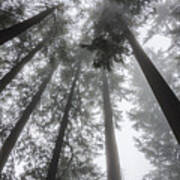 Fog Amongst The Trees Poster