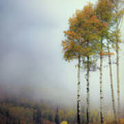 Foggy Aspen Poster