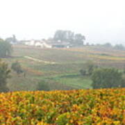 Foggy French Vineyard Poster