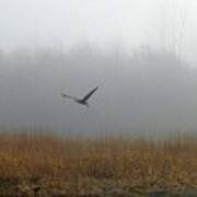 Foggy Morning Heron In Flight Poster