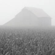 Foggy Summer Barn Poster