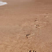 Footprints On The Beach Poster