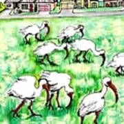 Foraging Ibis Poster