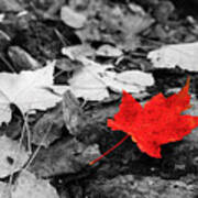 Forest Floor Maple Leaf Poster