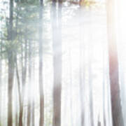 Forest Trees In Dense Fog With Sunlight Poster