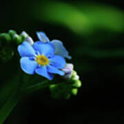 Forget-me-not Poster