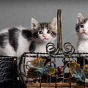Foster Kittens Poster
