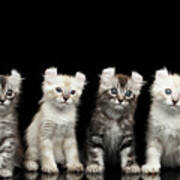 Four American Curl Kittens With Twisted Ears Isolated Black Background Poster