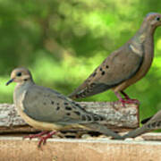 Four Doves In Search Of A Theme Poster