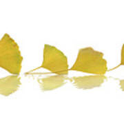 Four Leaves, Zen Autumn Still Life Poster