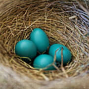 Four Robin Eggs In Nest Poster