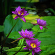 Four Waterlilies Poster