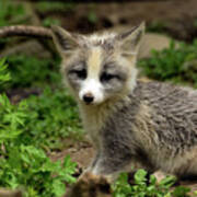 Fox Cub Portrait Poster