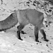 Fox In The Snow Black And White Poster