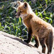 Fox Kit #1 Poster