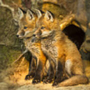 Fox Kit Twins Poster