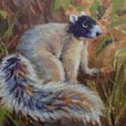 Fox Squirrel Poster