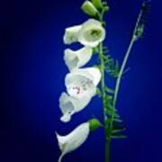 Foxgloves On  Blue Poster