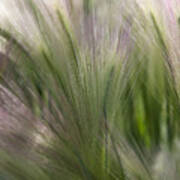 Foxtail Barley Poster