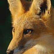 Foxy Lady Poster