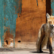 Foxy Momma, Montana Poster