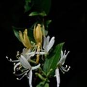 Fragrant Honeysuckle Poster