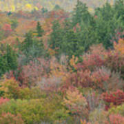 Franconia Foliage Poster