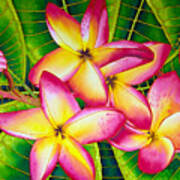 Frangipani Flower Poster