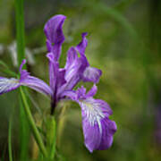 Free Ranging Wild Iris Poster