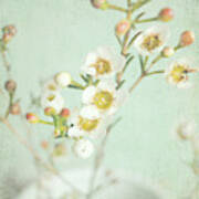 Freesia Blossom Poster