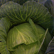 Fresh Vegetable Garden Cabbage Poster