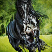 Friesian In Spring Poster