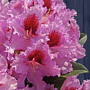 Frilly Pink Rhododendron Poster