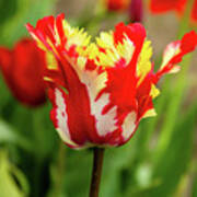 Fringe Petal Red White Tulip Poster