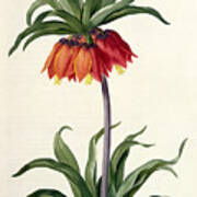 Fritillaria Imperialis Poster