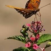 Fritillary Butterfly Poster