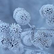 Frosted Blue Seed Heads Poster