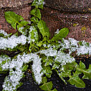 Frosted Dandelion Leaves Poster