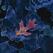 Frosted Leaf And Ivy Poster