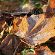 Frosty Fallen Autumn Oak Leaf Poster