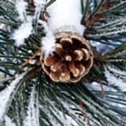 Frosty Pine Cone Poster